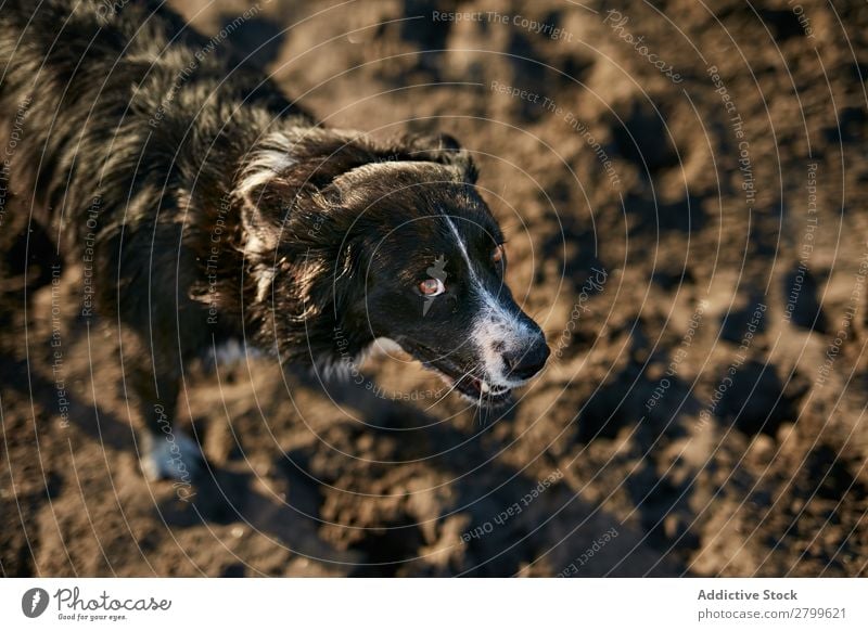 Lustiger Hund am Strand sitzend Sand atmen lustig Sonnenstrahlen Tag Haustier Natur Sommer Tier Glück Freude Menschenleer heimisch Reinrassig niedlich lieblich