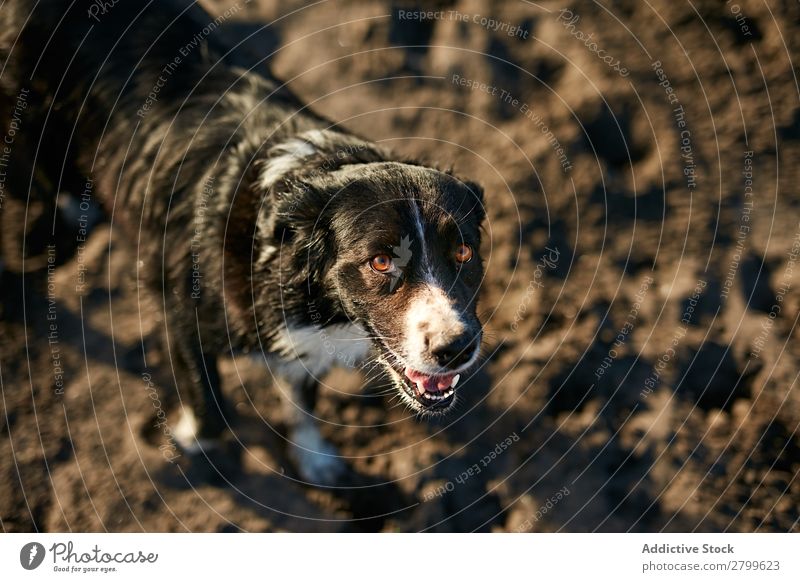 Lustiger Hund am Strand sitzend Sand atmen lustig Sonnenstrahlen Tag Haustier Natur Sommer Tier Glück Freude Menschenleer heimisch Reinrassig niedlich lieblich