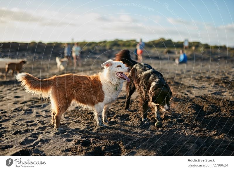 Hunde, die in der Nähe des wogenden Meeres laufen. Strand Spielen Sonnenlicht rennen Sand lustig Sonnenstrahlen Tag Haustier Natur Sommer Tier Glück Wellen