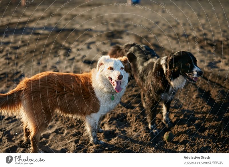 Hunde, die in der Nähe des wogenden Meeres laufen. Strand Spielen Sonnenlicht rennen Sand lustig Sonnenstrahlen Tag Haustier Natur Sommer Tier Glück Wellen