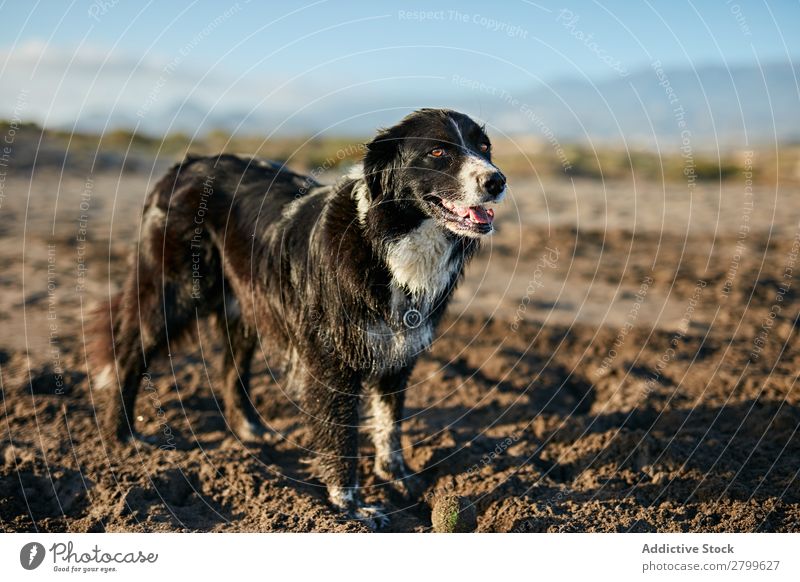 Lustiger Hund am Strand sitzend Sand atmen lustig Sonnenstrahlen Tag Haustier Natur Sommer Tier Glück Freude Menschenleer heimisch Reinrassig niedlich lieblich