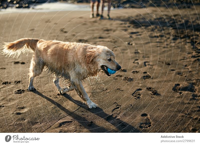 Hunde, die in der Nähe des wogenden Meeres laufen. Strand Spielen Sonnenlicht rennen Sand lustig Sonnenstrahlen Tag Haustier Natur Sommer Tier Glück Wellen