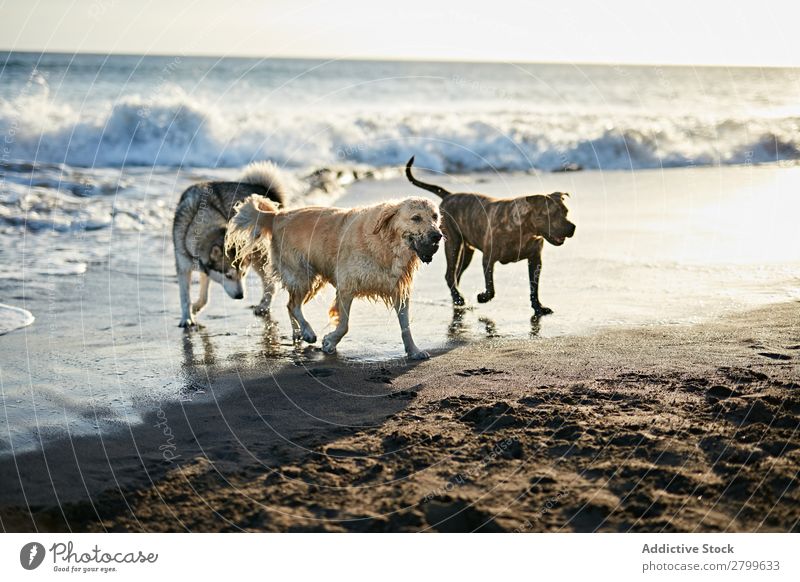 Hunde, die in der Nähe des wogenden Meeres laufen. Strand Spielen Sonnenlicht rennen Sand lustig Sonnenstrahlen Tag Haustier Natur Sommer Tier Glück Wellen