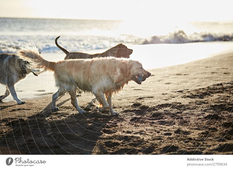 Hunde, die in der Nähe des wogenden Meeres laufen. Strand Spielen Sonnenlicht rennen Sand lustig Sonnenstrahlen Tag Haustier Natur Sommer Tier Glück Wellen