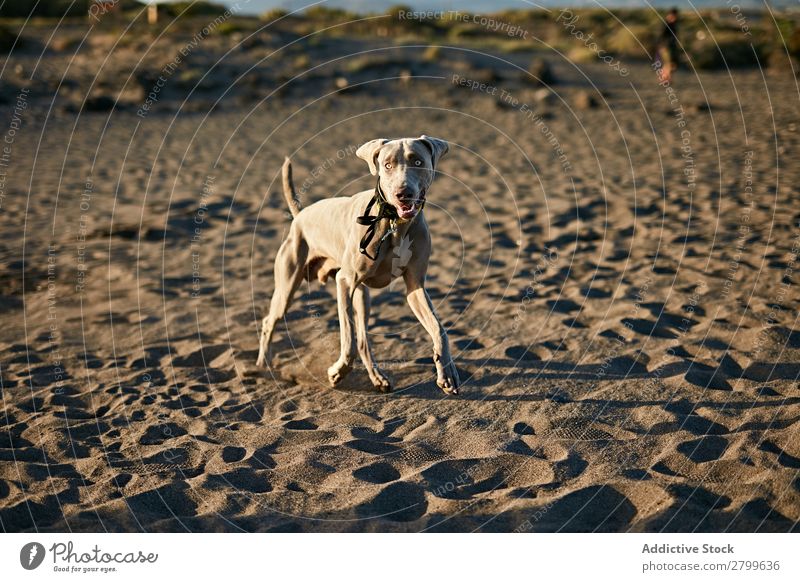 Lustiger Hund am Strand Sand atmen lustig Sonnenstrahlen Tag Haustier Natur Sommer Tier Glück Freude Menschenleer heimisch Reinrassig niedlich lieblich süß