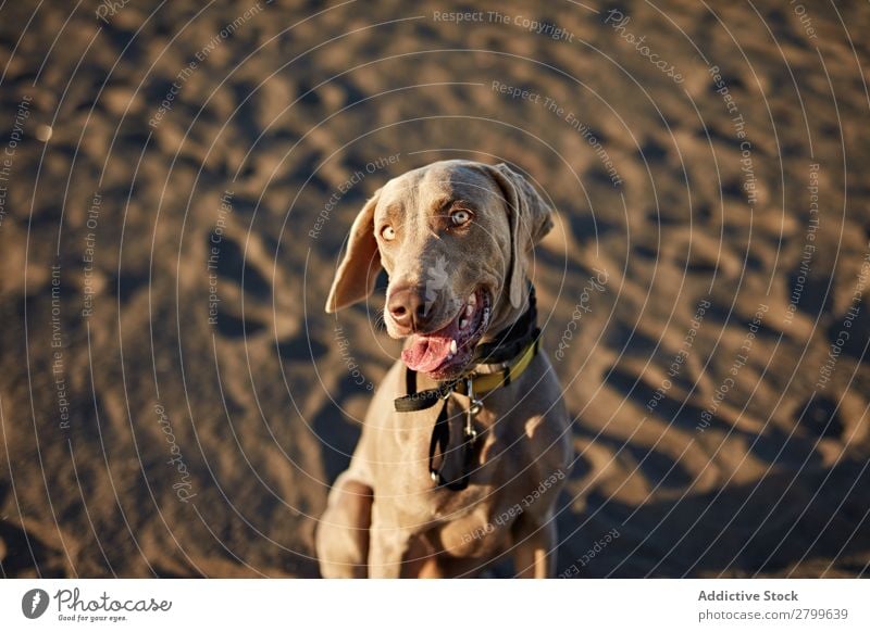 Lustiger Hund am Strand sitzend Sand atmen lustig Sonnenstrahlen Tag Haustier Natur Sommer Tier Glück Freude Menschenleer heimisch Reinrassig niedlich lieblich