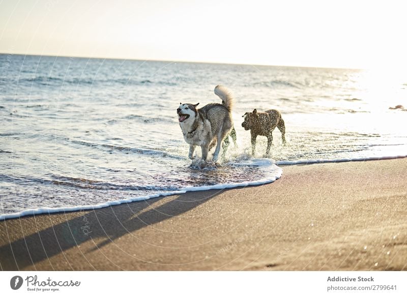 Hunde, die in der Nähe des wogenden Meeres laufen. Strand Spielen Sonnenlicht rennen Sand lustig Sonnenstrahlen Tag Haustier Natur Sommer Tier Glück Wellen