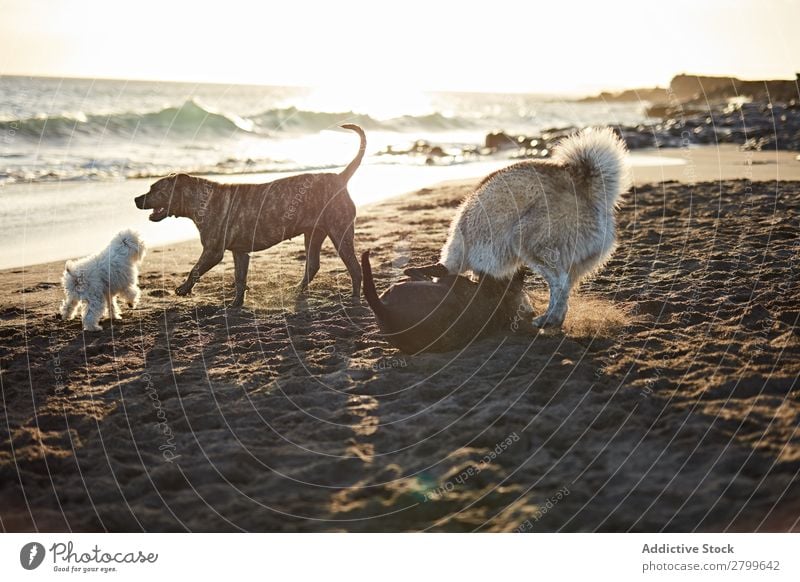 Hunde, die in der Nähe des wogenden Meeres laufen. Strand Spielen Sonnenlicht rennen Sand lustig Sonnenstrahlen Tag Haustier Natur Sommer Tier Glück Wellen