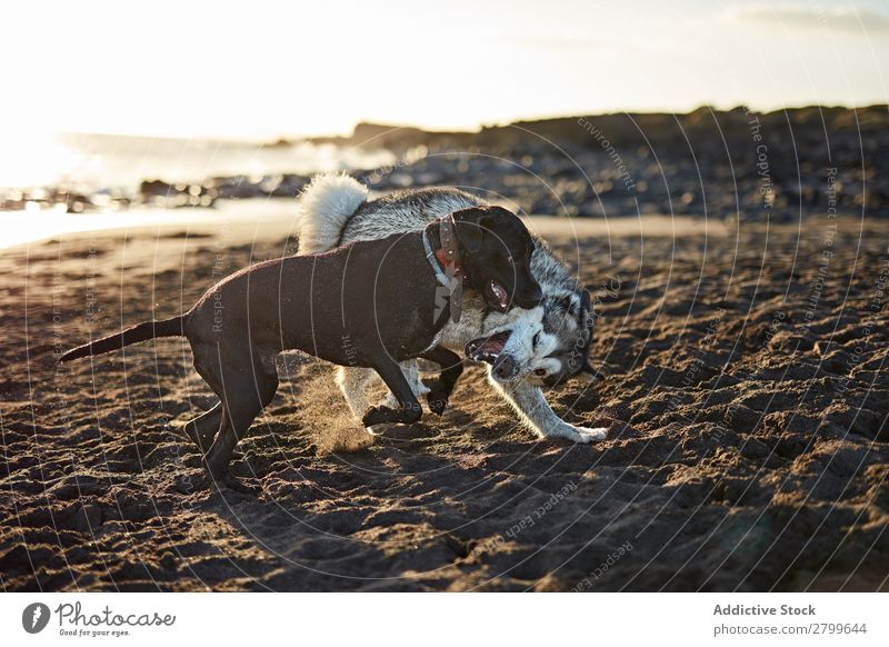 Hunde, die in der Nähe des wogenden Meeres laufen. Strand Spielen Sonnenlicht rennen Sand lustig Sonnenstrahlen Tag Haustier Natur Sommer Tier Glück Wellen