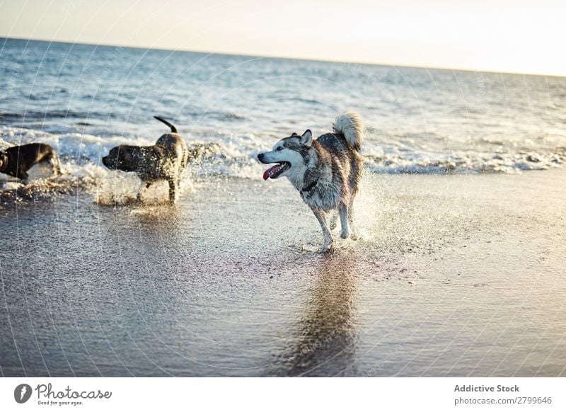 Hunde, die in der Nähe des wogenden Meeres laufen. Strand Spielen Sonnenlicht rennen Sand lustig Sonnenstrahlen Tag Haustier Natur Sommer Tier Glück Wellen