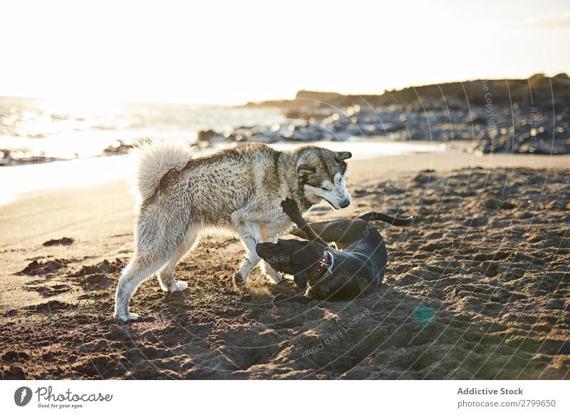 Hunde, die in der Nähe des wogenden Meeres laufen. Strand Spielen Sonnenlicht rennen Sand lustig Sonnenstrahlen Tag Haustier Natur Sommer Tier Glück Wellen