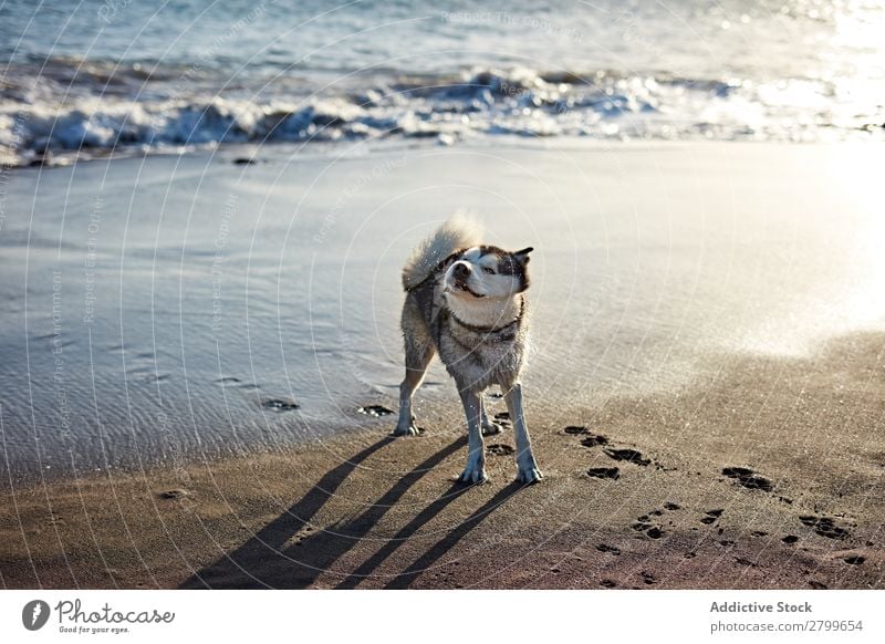 Lustiger Hund am Strand Sand atmen lustig Sonnenstrahlen Tag Haustier Natur Sommer Tier Glück Freude Menschenleer heimisch Reinrassig niedlich lieblich süß