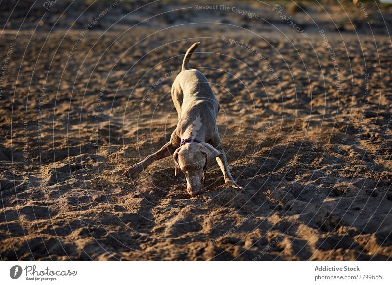 Lustiger Hund am Strand Sand atmen lustig Sonnenstrahlen Tag Haustier Natur Sommer Tier Glück Freude Menschenleer heimisch Reinrassig niedlich lieblich süß