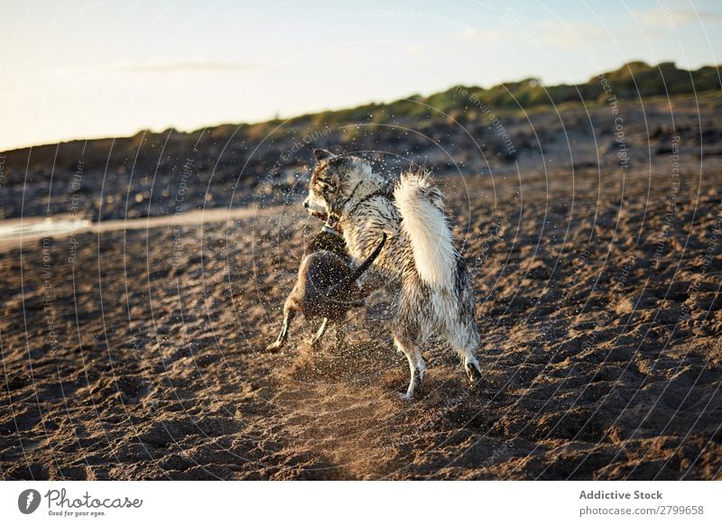 Hunde, die in der Nähe des wogenden Meeres laufen. Strand Spielen Sonnenlicht rennen Sand lustig Sonnenstrahlen Tag Haustier Natur Sommer Tier Glück Wellen