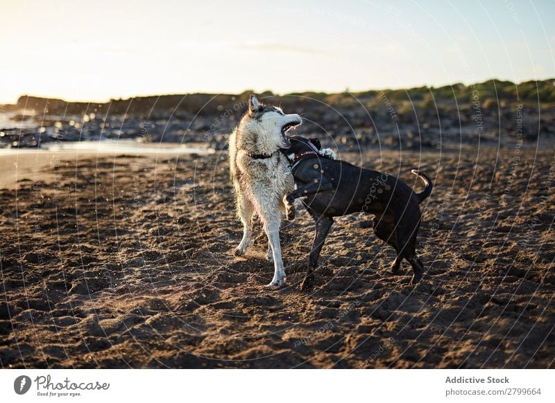 Hunde, die in der Nähe des wogenden Meeres laufen. Strand Spielen Sonnenlicht rennen Sand lustig Sonnenstrahlen Tag Haustier Natur Sommer Tier Glück Wellen