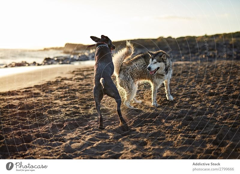 Hunde, die in der Nähe des wogenden Meeres laufen. Strand Spielen Sonnenlicht rennen Sand lustig Sonnenstrahlen Tag Haustier Natur Sommer Tier Glück Wellen