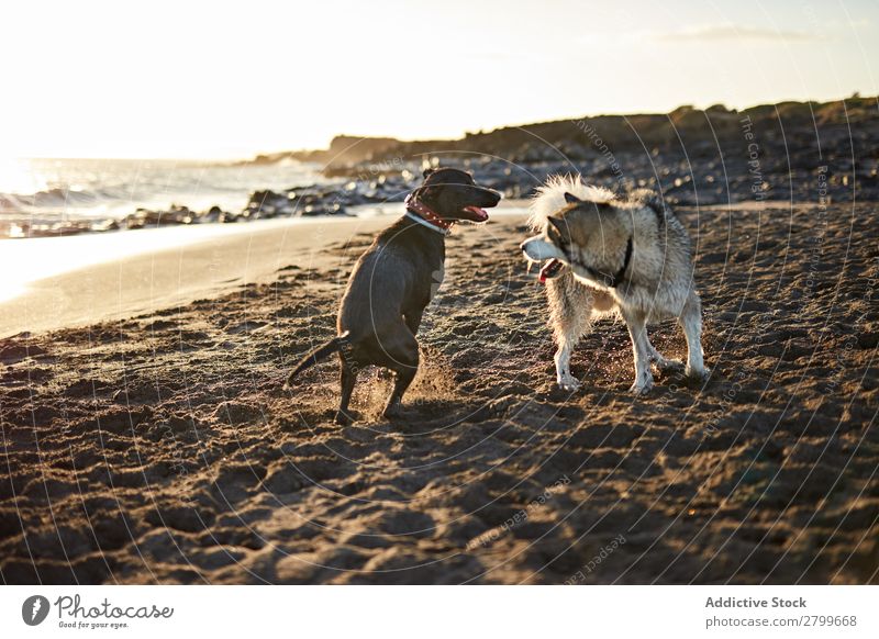 Hunde, die in der Nähe des wogenden Meeres laufen. Strand Spielen Sonnenlicht rennen Sand lustig Sonnenstrahlen Tag Haustier Natur Sommer Tier Glück Wellen