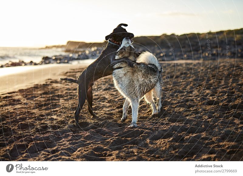 Hunde, die in der Nähe des wogenden Meeres laufen. Strand Spielen Sonnenlicht rennen Sand lustig Sonnenstrahlen Tag Haustier Natur Sommer Tier Glück Wellen