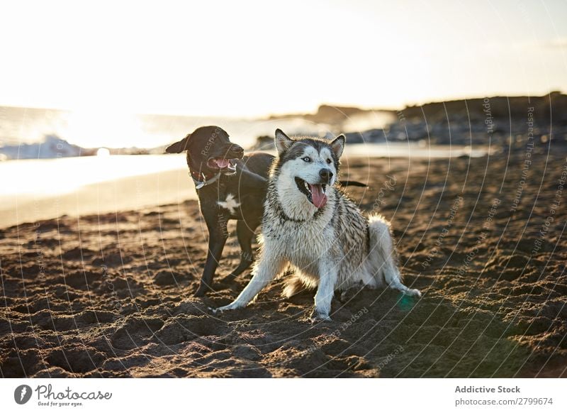 Hunde, die in der Nähe des wogenden Meeres laufen. Strand Spielen Sonnenlicht rennen Sand lustig Sonnenstrahlen Tag Haustier Natur Sommer Tier Glück Wellen