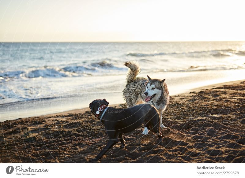 Hunde, die in der Nähe des wogenden Meeres laufen. Strand Spielen Sonnenlicht rennen Sand lustig Sonnenstrahlen Tag Haustier Natur Sommer Tier Glück Wellen