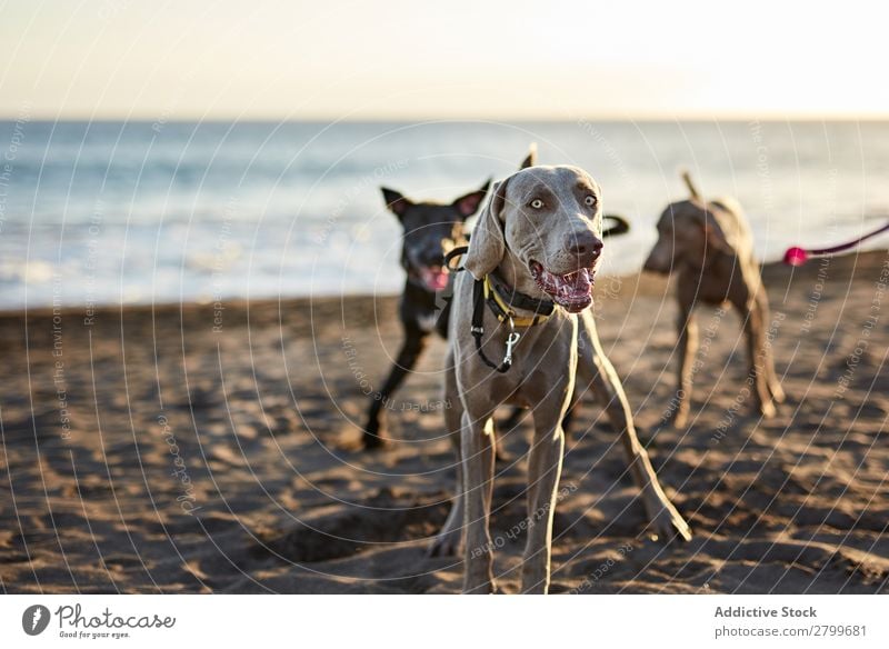 Hunde, die in der Nähe des wogenden Meeres laufen. Strand Spielen Sonnenlicht rennen Sand lustig Sonnenstrahlen Tag Haustier Natur Sommer Tier Glück Wellen