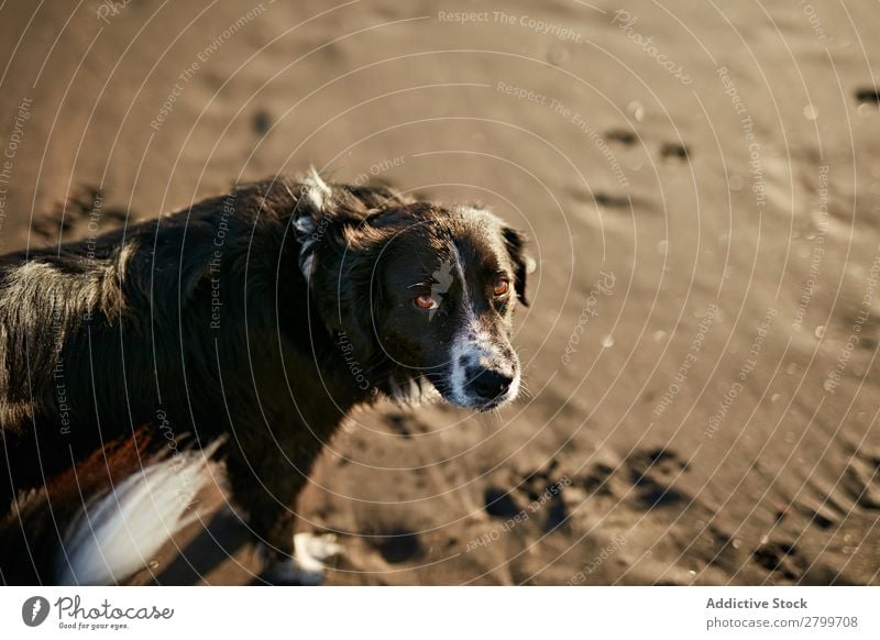 Lustiger Hund am Strand Sand atmen lustig Sonnenstrahlen Tag Haustier Natur Sommer Tier Glück Freude Menschenleer heimisch Reinrassig niedlich lieblich süß