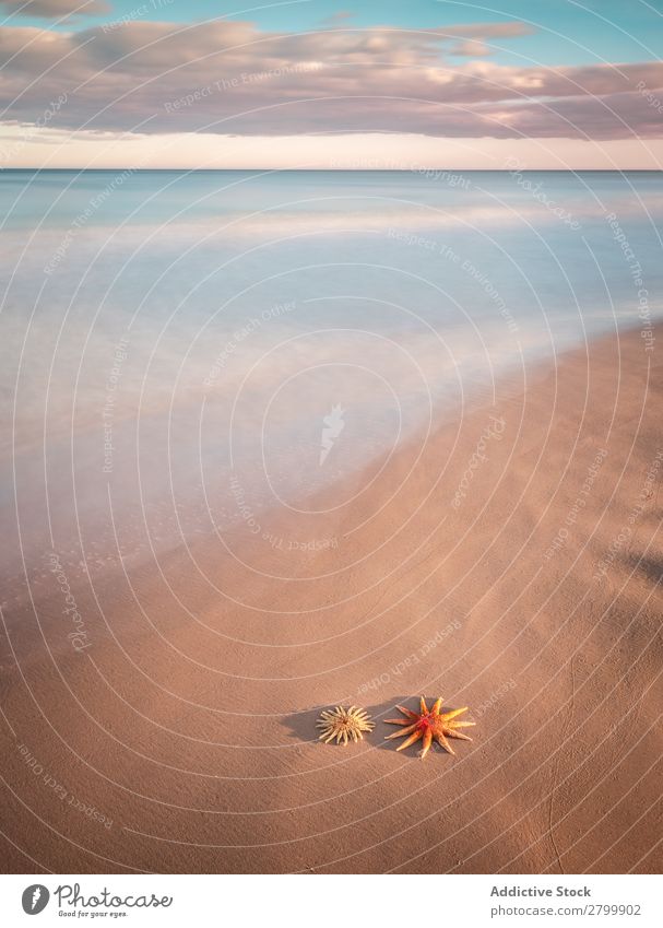 Seesterne an der Sandküste in der Nähe des Meeres Küste Himmel Wolken Wellen Natur Strand Sommer marin Ferien & Urlaub & Reisen Ausflug Weichtier Menschenleer