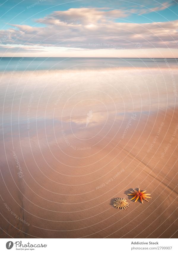 Seesterne an der Sandküste in der Nähe des Meeres Küste Himmel Wolken Wellen Natur Strand Sommer marin Ferien & Urlaub & Reisen Ausflug Weichtier Menschenleer