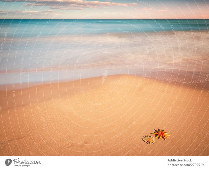 Seesterne an der Sandküste in der Nähe des Meeres Küste Himmel Wolken Wellen Natur Strand Sommer marin Ferien & Urlaub & Reisen Ausflug Weichtier Menschenleer