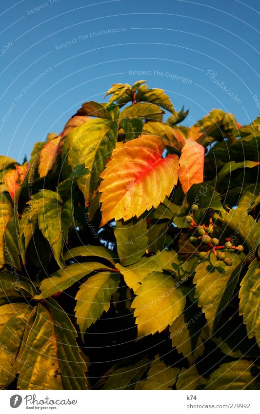 Herbst Umwelt Natur Landschaft Pflanze Himmel Wolkenloser Himmel Sträucher Blatt Grünpflanze Garten alt verblüht dehydrieren Wärme blau gelb grün rot