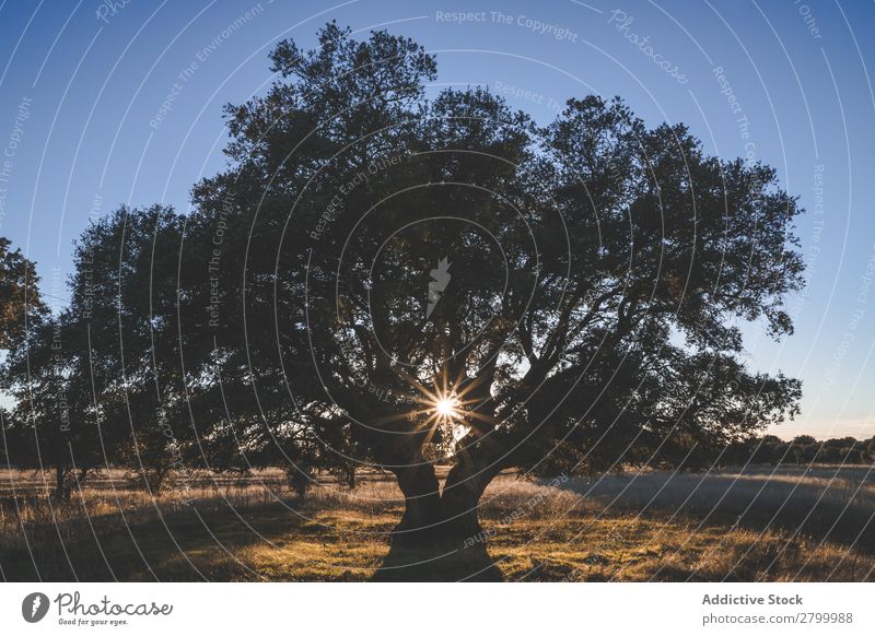 Großer grüner Baum auf dem Feld im Sommer Natur Holz Wiese Himmel Pflanze wunderbar blau pflanzlich groß Landen Sonnenstrahlen Wetter Aussicht Sonnenlicht Blatt