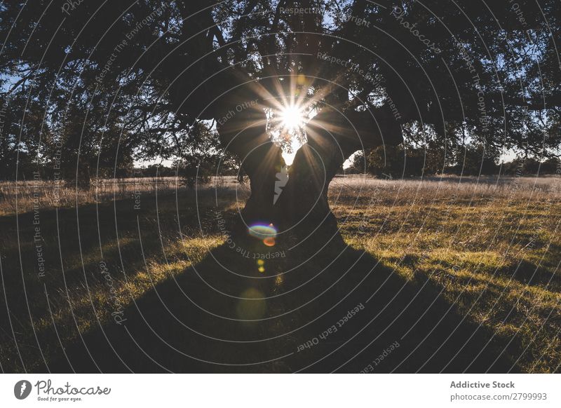 Großer grüner Baum auf dem Feld im Sommer Natur Holz Wiese Himmel Pflanze wunderbar blau pflanzlich groß Landen Sonnenstrahlen Wetter Aussicht Sonnenlicht Blatt