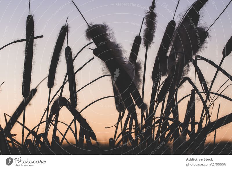 Schilf mit Flocken bei Sonnenuntergang Schilfrohr Pflanze Fussel Abend Sumpf Natur regenarm Gras Flaum Rohrkolben Spazierstock Himmel Jahreszeiten Landschaft