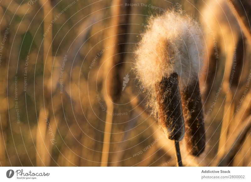 Schilf mit Flocken bei Sonnenuntergang Schilfrohr Pflanze Fussel Abend Sumpf Natur regenarm Gras Flaum Rohrkolben Spazierstock Himmel Jahreszeiten Landschaft