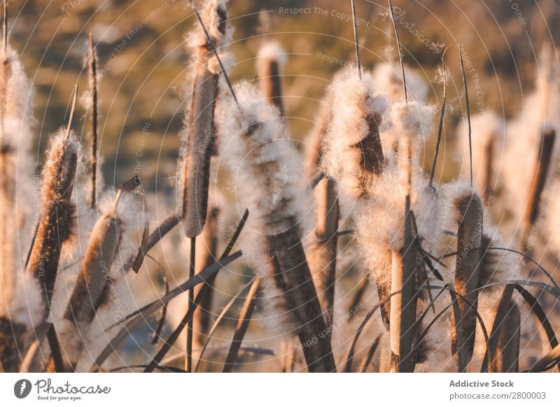 Schilf mit Flocken bei Sonnenuntergang Schilfrohr Pflanze Fussel Abend Sumpf Natur regenarm Gras Flaum Rohrkolben Spazierstock Himmel Jahreszeiten Landschaft