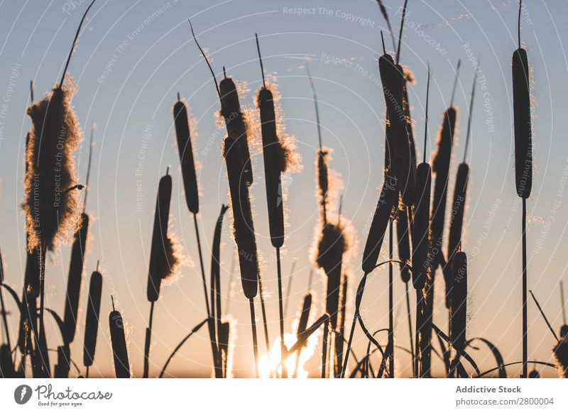 Schilf mit Flocken bei Sonnenuntergang Schilfrohr Pflanze Fussel Abend Sumpf Natur regenarm Gras Flaum Rohrkolben Spazierstock Himmel Jahreszeiten Landschaft