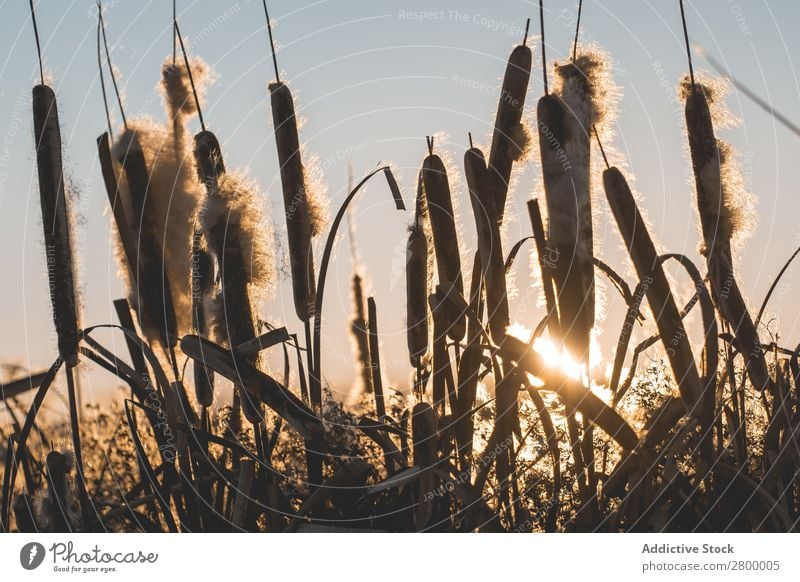 Schilf mit Flocken bei Sonnenuntergang Schilfrohr Pflanze Fussel Abend Sumpf Natur regenarm Gras Flaum Rohrkolben Spazierstock Himmel Jahreszeiten Landschaft