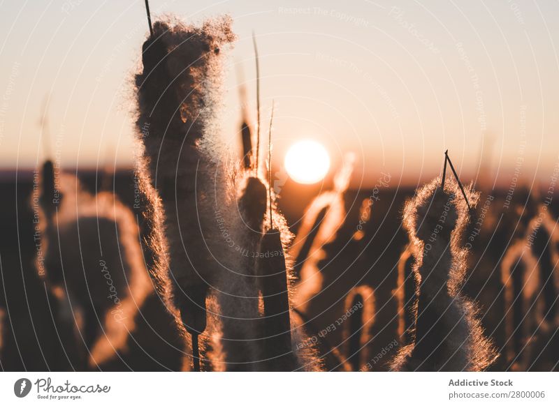 Schilf mit Flocken bei Sonnenuntergang Schilfrohr Pflanze Fussel Abend Sumpf Natur regenarm Gras Flaum Rohrkolben Spazierstock Himmel Jahreszeiten Landschaft