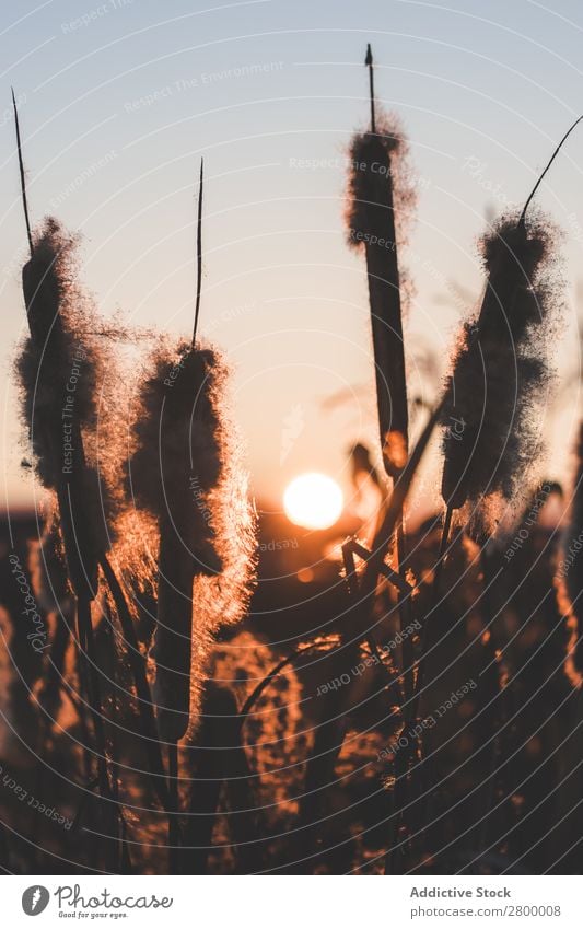 Schilf mit Flocken bei Sonnenuntergang Schilfrohr Pflanze Fussel Abend Sumpf Natur regenarm Gras Flaum Rohrkolben Spazierstock Himmel Jahreszeiten Landschaft