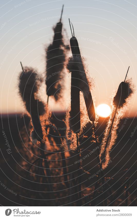 Schilf mit Flocken bei Sonnenuntergang Schilfrohr Pflanze Fussel Abend Sumpf Natur regenarm Gras Flaum Rohrkolben Spazierstock Himmel Jahreszeiten Landschaft