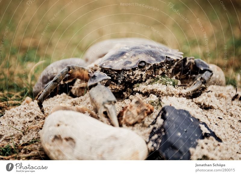 Krabbe Tier Wildtier 1 gruselig Krebstier Krustentier Gliederfüßer Ekel Angst Ungeheuer Meerestier Strand Küste Tierporträt krabbeln Farbfoto Außenaufnahme