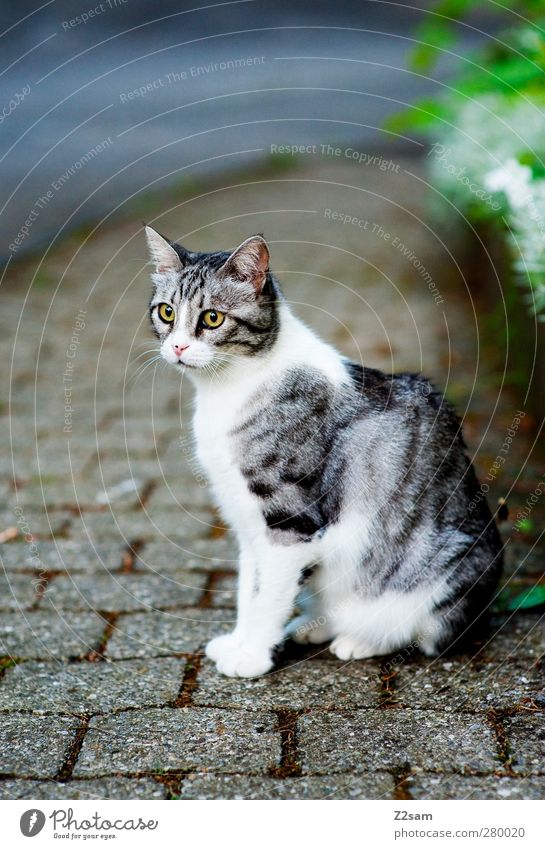 da is die Mietze! Gras Sträucher Straße Haustier Katze 1 Tier beobachten hocken Blick sitzen ästhetisch dunkel kalt niedlich schön Wachsamkeit Gelassenheit