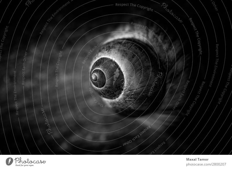 Gewöhnliches Periwinkle auf hölzernem Hintergrund Meeresfrüchte exotisch Sommer Strand Natur Tier Küste natürlich braun schwarz Europa aquatisch Biologie