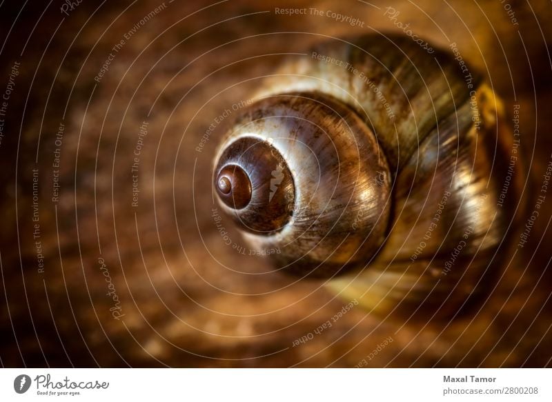 Gewöhnliches Periwinkle auf hölzernem Hintergrund Meeresfrüchte exotisch Sommer Strand Natur Tier Küste Fluss natürlich braun schwarz Gewöhnliches Uferschnecke