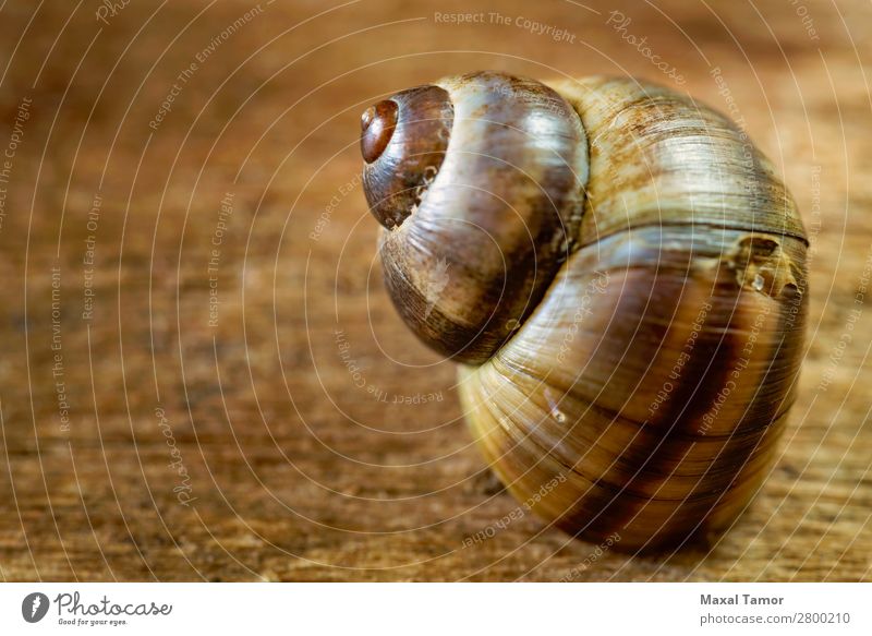 Gewöhnliches Periwinkle auf hölzernem Hintergrund Meeresfrüchte exotisch Sommer Strand Natur Tier Küste Fluss natürlich braun schwarz Gewöhnliches Uferschnecke