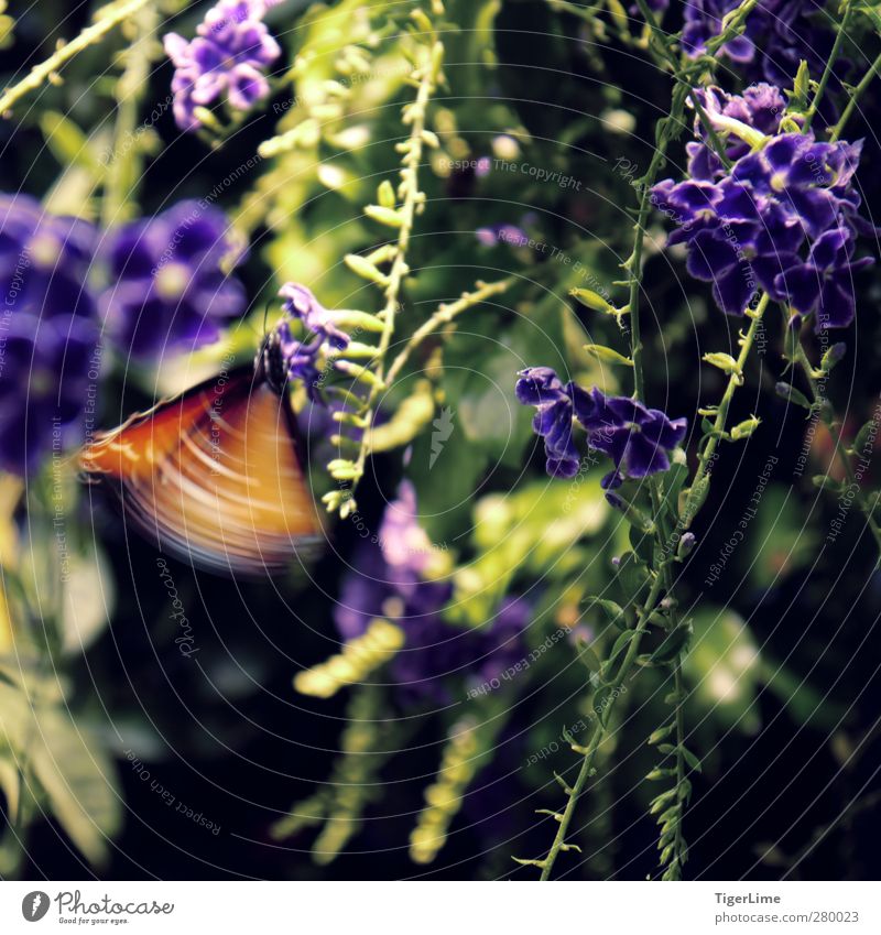 Moment Natur Pflanze Tier Sommer Wärme Blüte Wildpflanze Duftveilchen Wildtier Schmetterling Flügel 1 Bewegung ästhetisch elegant Flüssigkeit frei hell schön