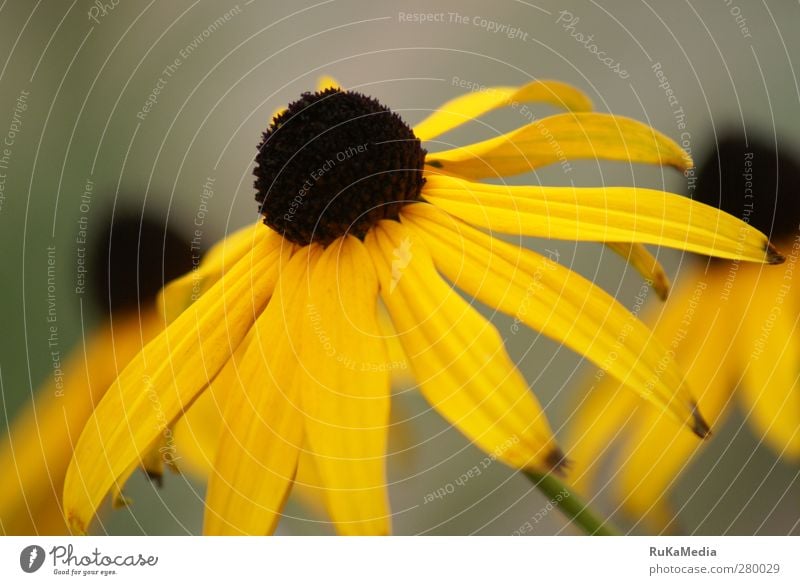 Rudbeckia fulgida var. sullivantii Pflanze Schönes Wetter Blüte Grünpflanze Blütenpflanze Garten Leben Farbfoto Außenaufnahme Nahaufnahme Menschenleer Tag