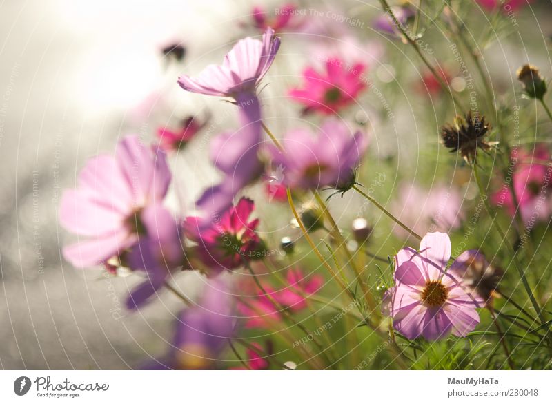 Blumen Natur Pflanze Sonnenaufgang Sonnenuntergang Sonnenlicht Sommer Klima Schönes Wetter Gras Blatt Blüte Garten Park Feld Fröhlichkeit Euphorie Coolness