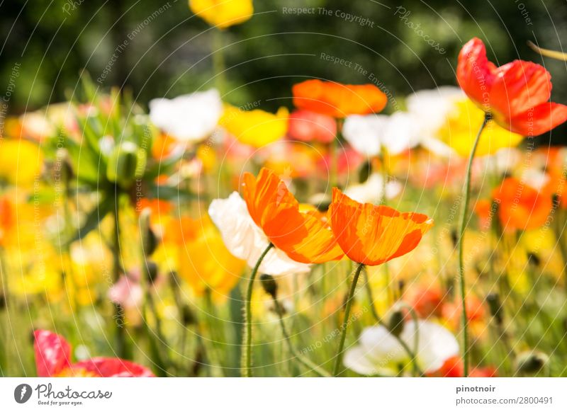 Mohnblumen im Sonnenlicht Sommer Natur Pflanze Schönes Wetter Wärme Blüte Wiese atmen Erholung leuchten gelb grün orange rosa Hintergrundbild Blühend zart