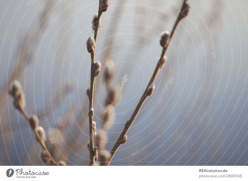 Weidekätzchen Umwelt Natur Frühling Pflanze Blütenknospen Weidenkätzchen See Wachstum natürlich schön Zufriedenheit Farbfoto Gedeckte Farben Außenaufnahme